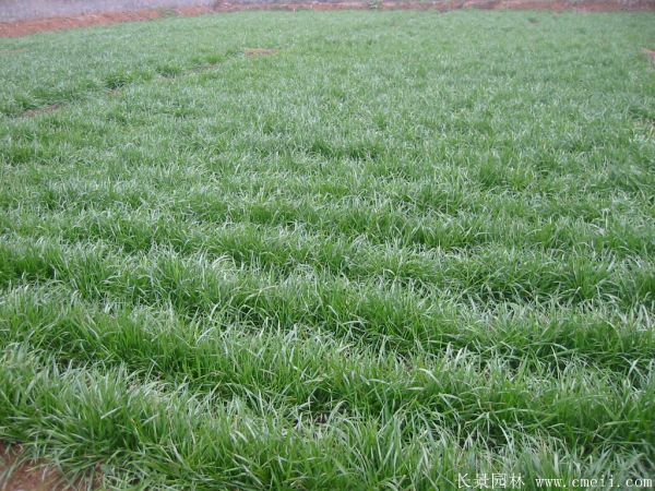 細葉麥冬草 細葉麥冬草