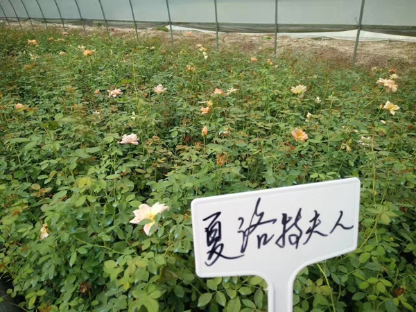 夏洛特夫人 夏洛特夫人