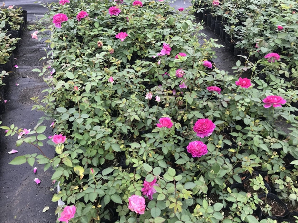 沭陽歐月基地照片 沭陽歐月基地照片