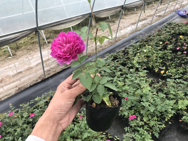 沭陽歐月基地照片 沭陽歐月基地照片