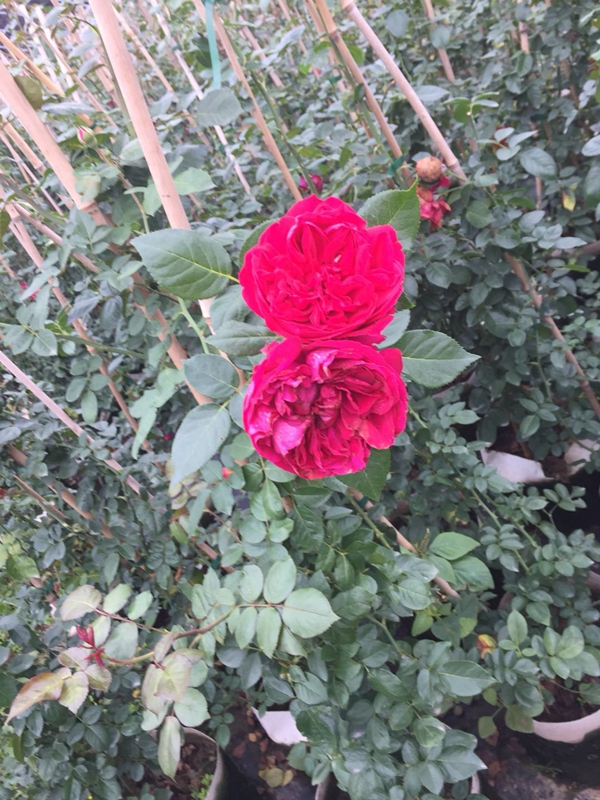 沭陽歐月基地照片 沭陽歐月基地照片