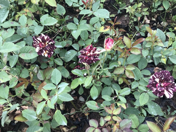 沭陽歐月基地照片 沭陽歐月基地照片