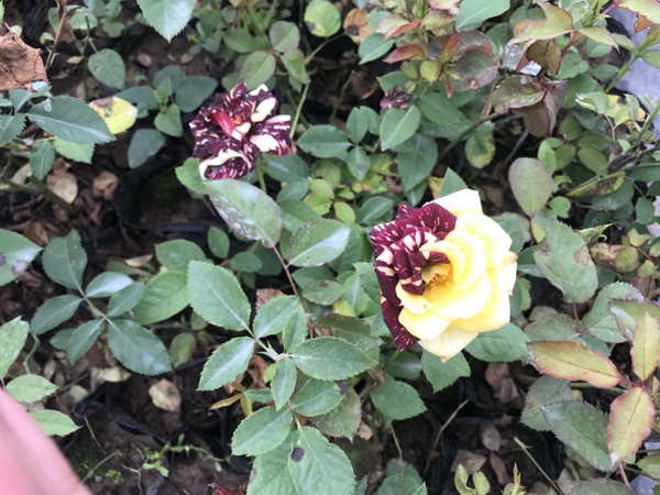 沭陽歐月基地照片 沭陽歐月基地照片