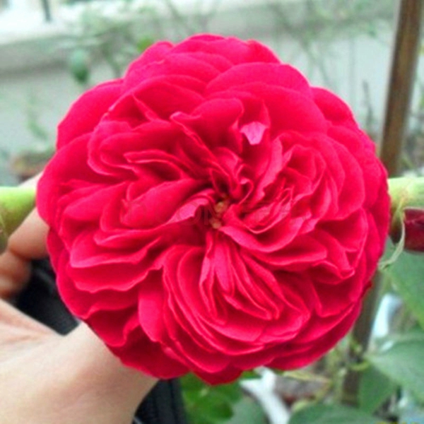 達芬奇長景園林圖片