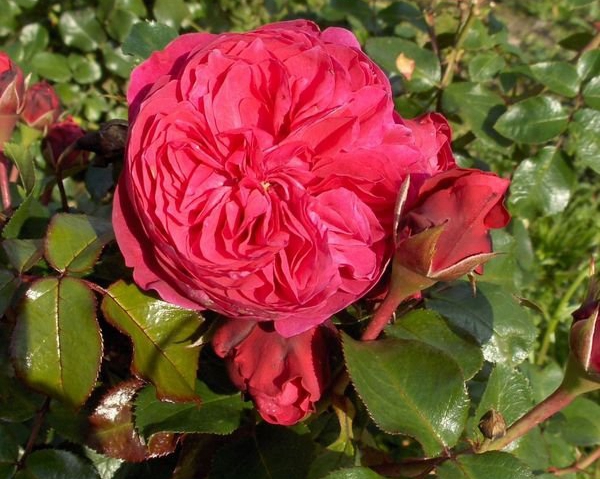 長(zhǎng)景園林紅色達(dá)芬奇照片