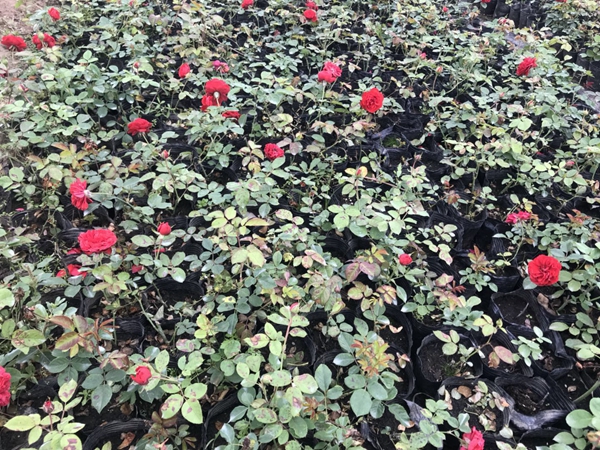 長(zhǎng)景園林紅色達(dá)芬奇照片