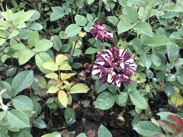 沭陽歐月基地 沭陽歐月基地