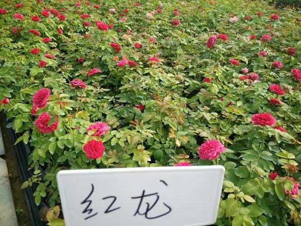 沭陽歐月基地 沭陽歐月基地