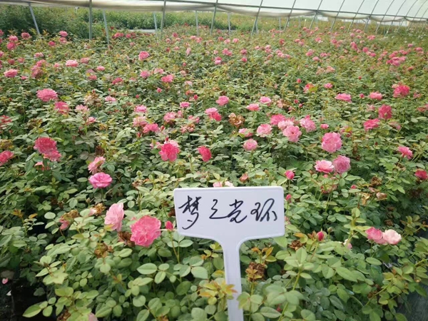 沭陽歐月基地 沭陽歐月基地