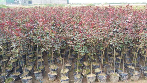 長景園林歐月基地