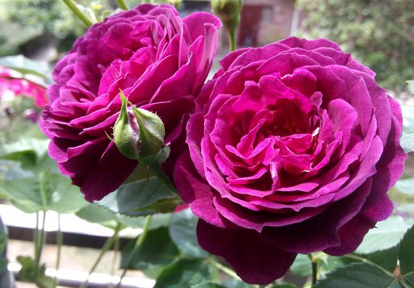 海潮之聲 海潮之聲