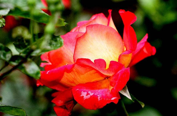 寵愛(ài)小姐 寵愛(ài)小姐