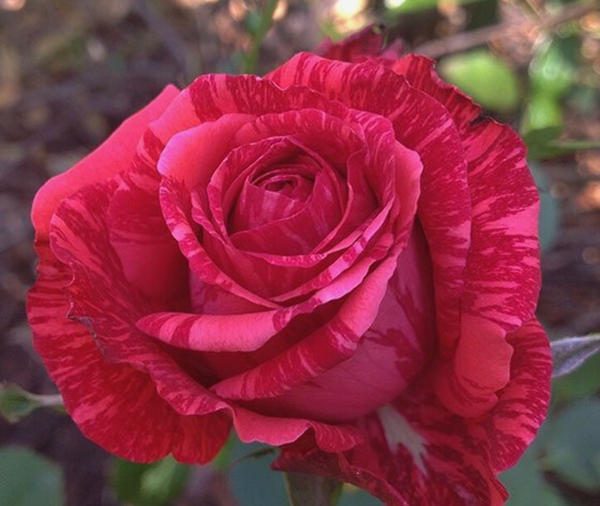 紅色直覺(jué) 紅色直覺(jué)