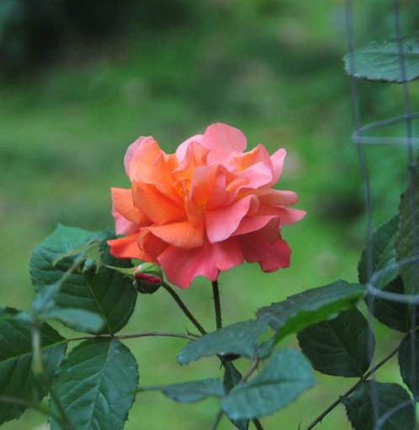 西方大地 西方大地