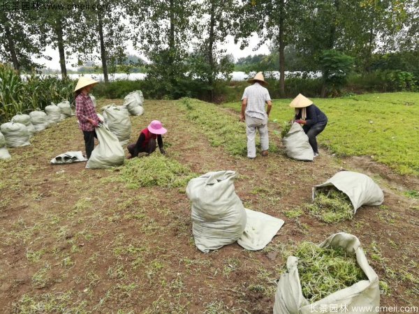 佛甲草起苗挖苗現場實拍圖片 佛甲草起苗挖苗現場實拍圖片