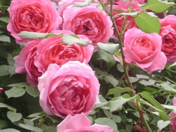 歡迎月季苗 歡迎月季苗