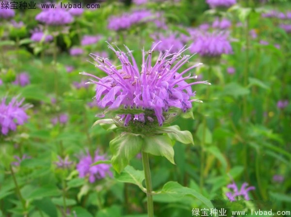 美國薄荷種子 美國薄荷種子