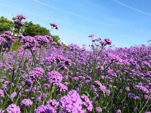 闊葉馬鞭草 闊葉馬鞭草