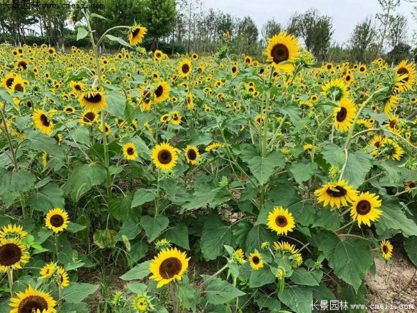 多頭向日葵 多頭向日葵