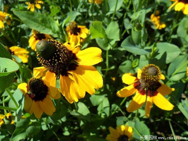 草原松果菊 草原松果菊