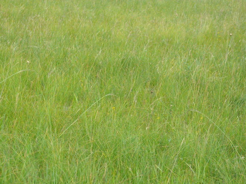 無(wú)芒雀麥 無(wú)芒雀麥