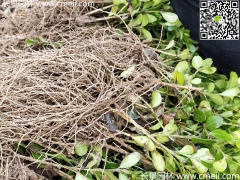 10公分小葉黃楊價格是多少？床苗 幼苗 小苗