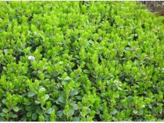 小葉黃楊樹苗多少錢一棵？