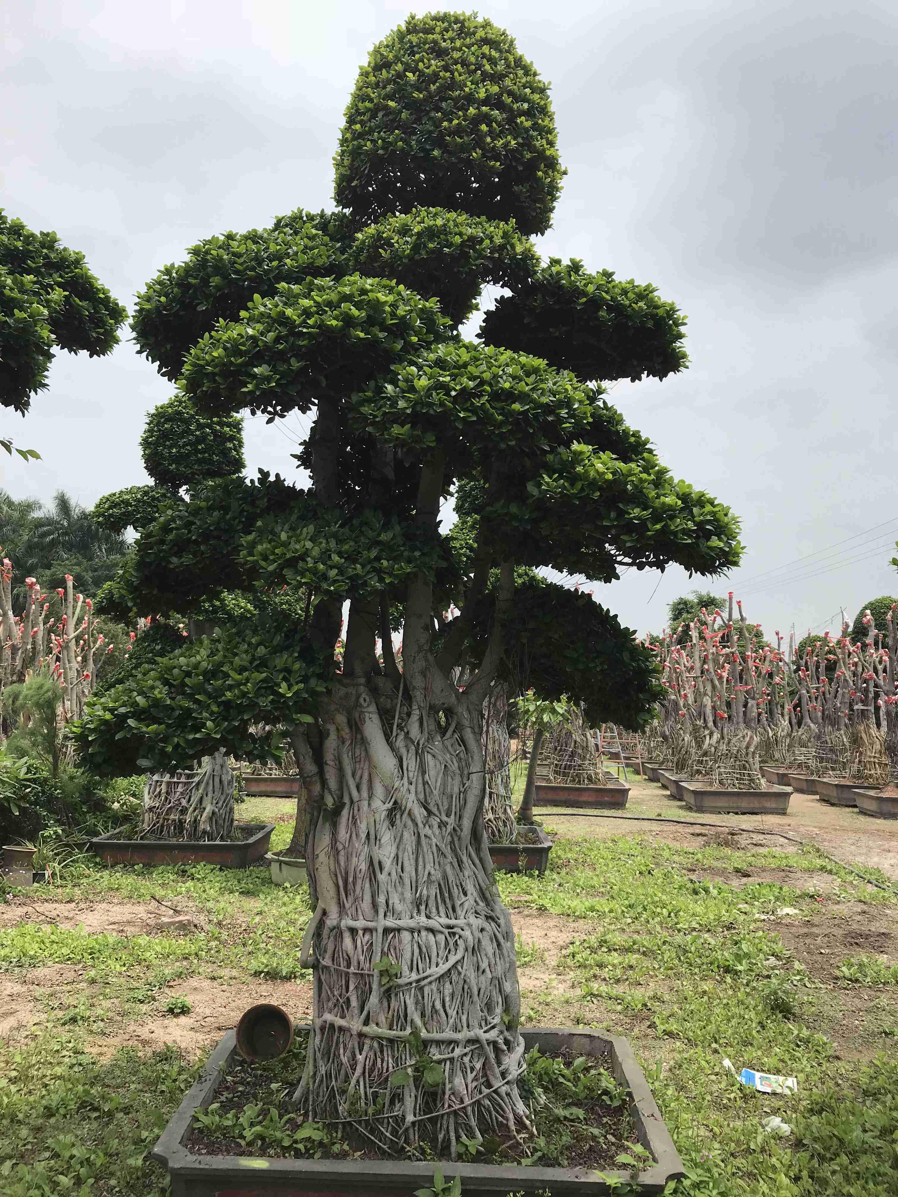 1648546209742562.jpg 1648546209742562.jpg