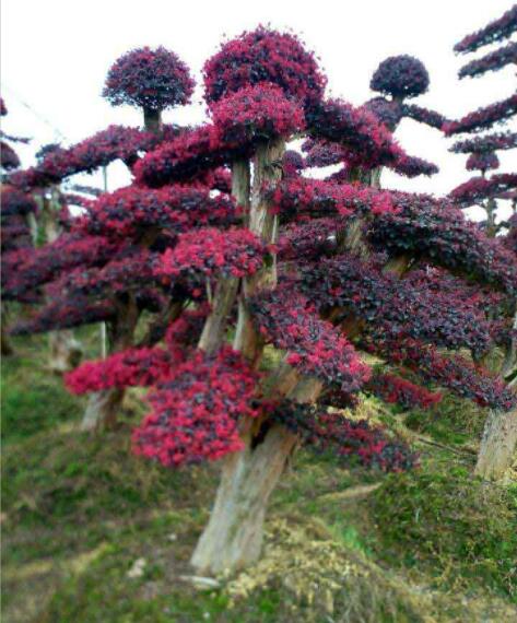 1648546209997987.jpg 1648546209997987.jpg