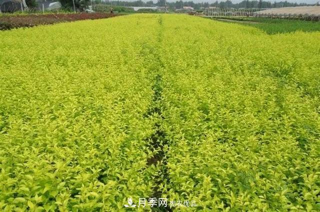 值得收藏！這些全國著名苗木產地你知道幾個？