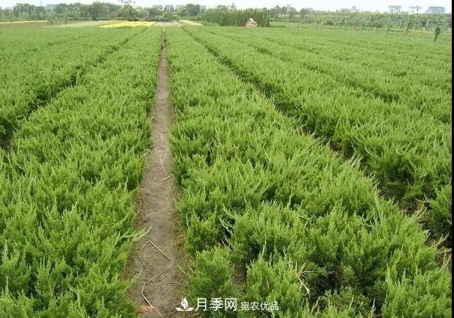 值得收藏！這些全國著名苗木產地你知道幾個？