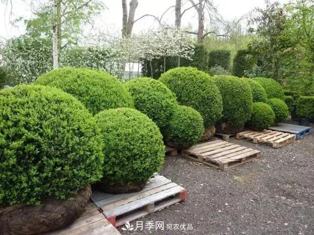 值得收藏！這些全國著名苗木產地你知道幾個？