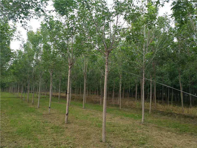 沭陽長景園林速生白蠟種植基地實拍圖片