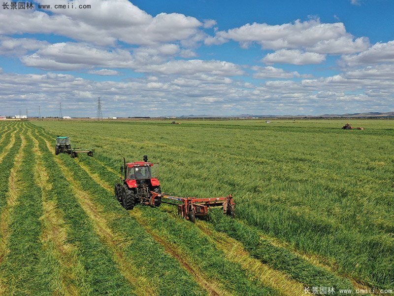 高產牧草大面積種植豐收 高產牧草大面積種植豐收