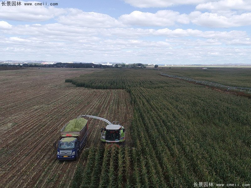 高產青貯牧草豐收機械化收割 高產青貯牧草豐收機械化收割