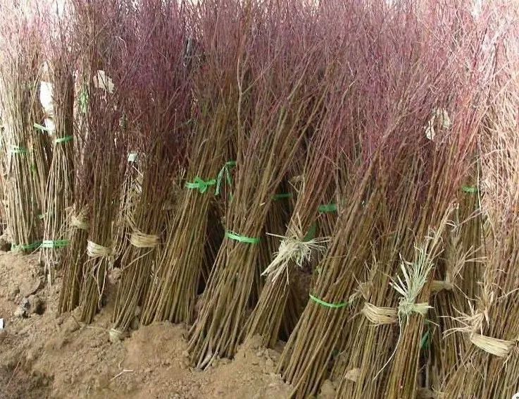 1673092558598352.jpg 微信圖片_20230107195409.jpg