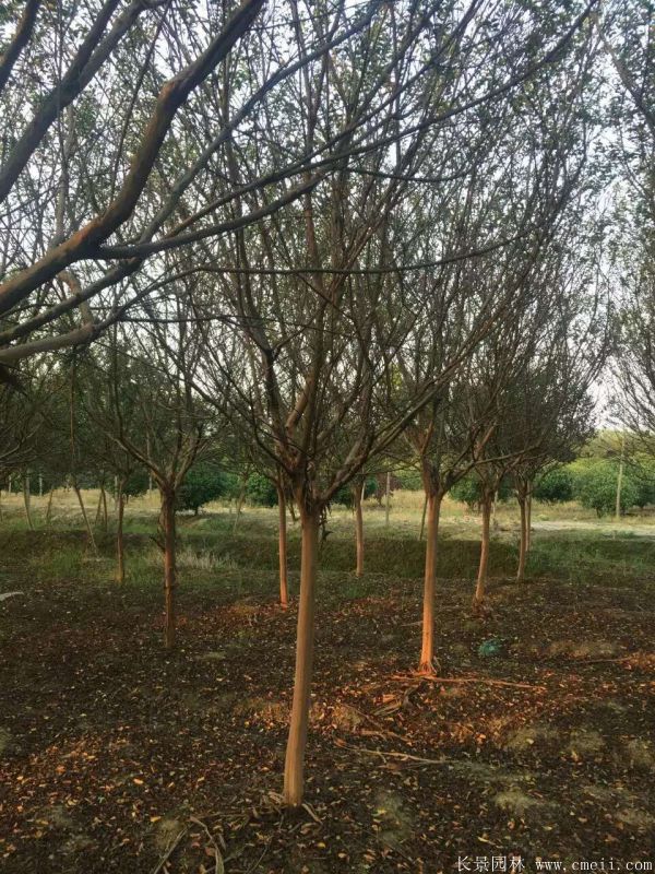 1673156807568387.jpg 1-1F331100TR24.jpg