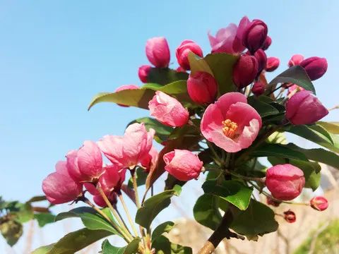 1673782133460004.jpg 北美海棠.jpg