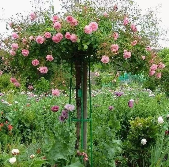 1676070247783853.jpg 微信圖片_20230211070242.jpg