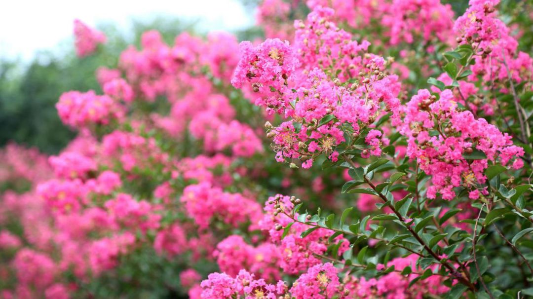 1676582220684076.jpg 國旗紅紫薇3.jpg