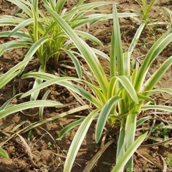 1676638904646875.jpg 1-1F41Z91622442.jpg