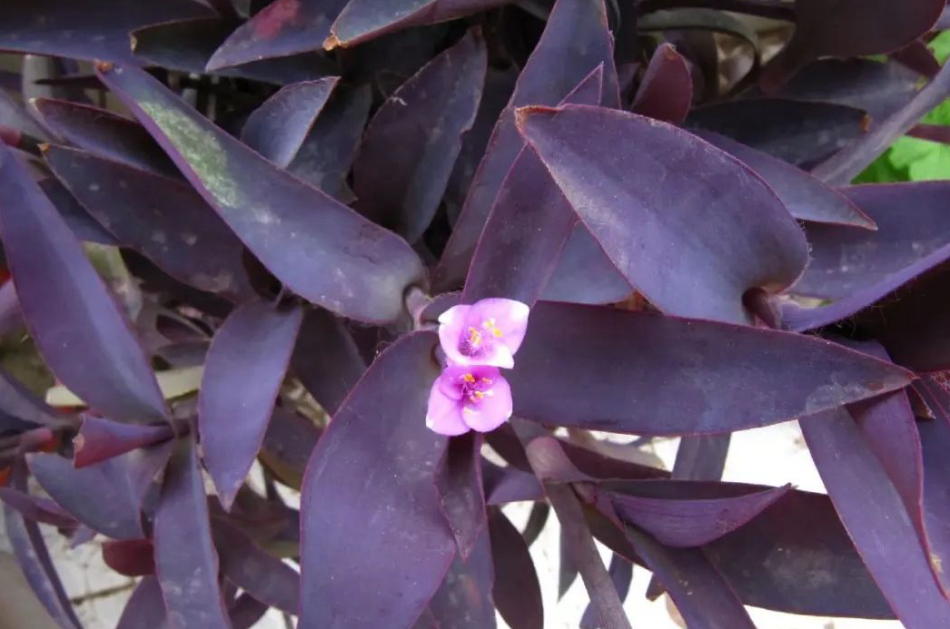 1676797694743592.jpg 微信圖片_20230219170629.jpg