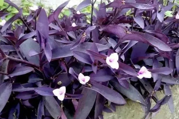 1676797711683969.jpg 微信圖片_20230219170638.jpg