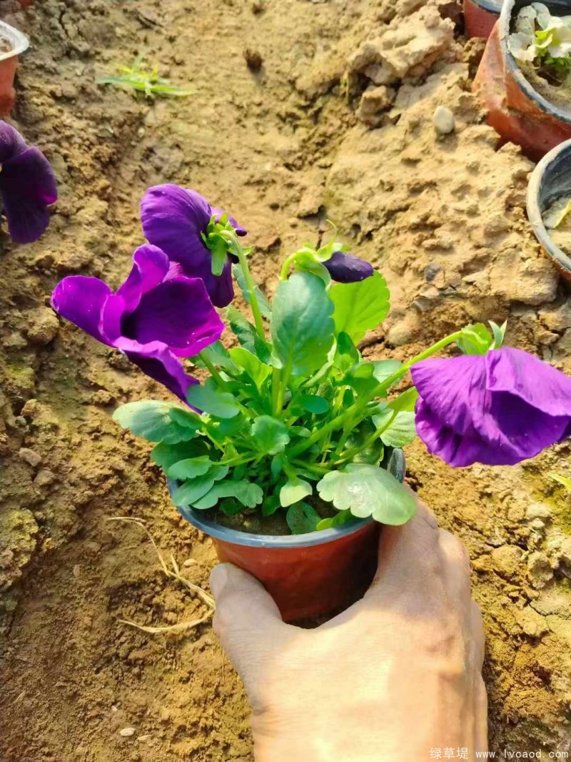 1735000893869024.jpg 微信圖片_20241224083951.jpg