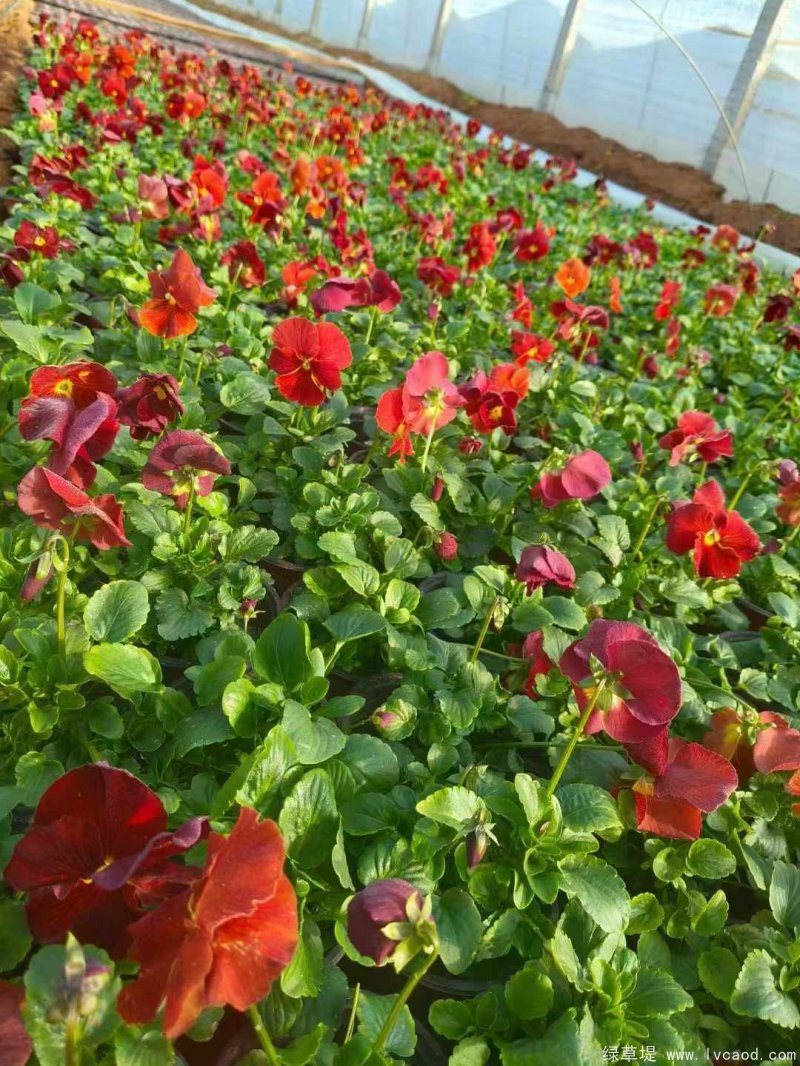 1735000902797917.jpg 微信圖片_20241224083959.jpg