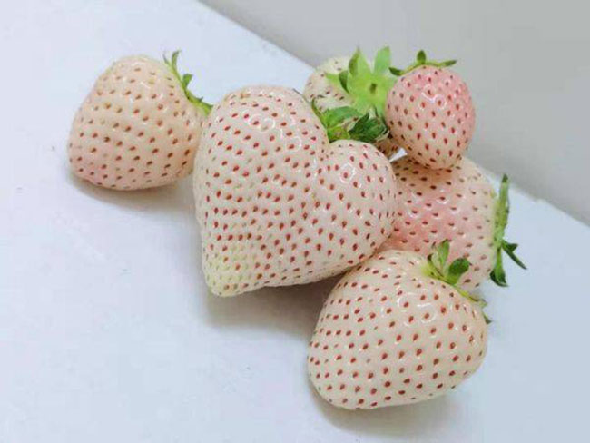 白草莓市場行情怎么樣？白草莓種植前景如何？