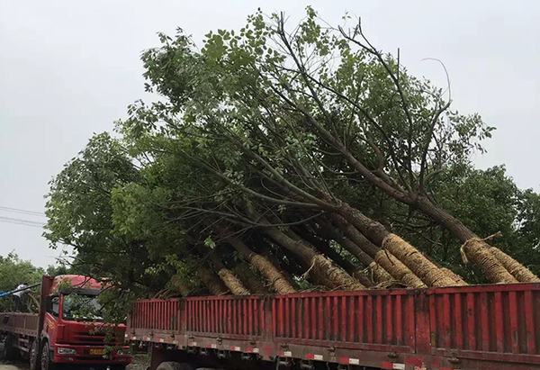 苗木運(yùn)輸