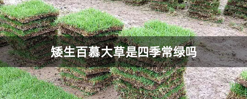 矮生百慕大草是四季常綠嗎