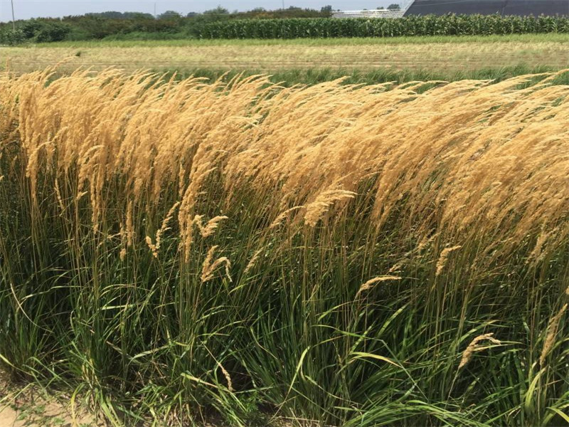 1661865211234741.jpg 8d4d66f714a446bfd7cb22f5042d1f2.jpg