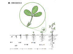 苜蓿草種子用什么做包衣 苜蓿種子包衣的秘密